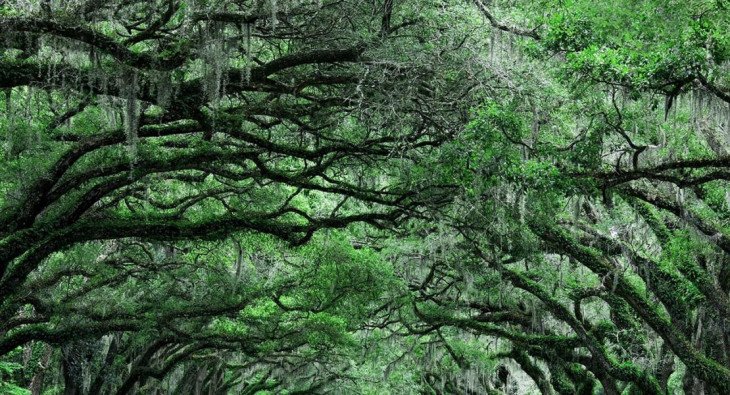 Стальные магнолии