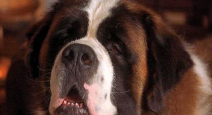 6 фактов о фильме Бетховен 3