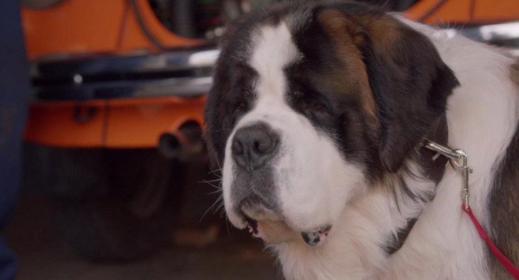 Beethoven's Treasure Tail