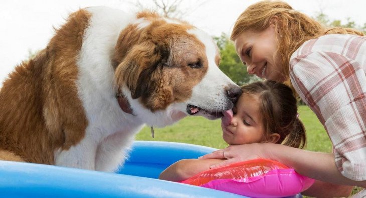 Собачья жизнь 2