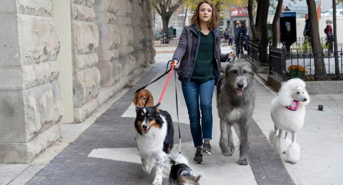 Кадры из фильма Собачья жизнь 2 (2019) — smartfacts