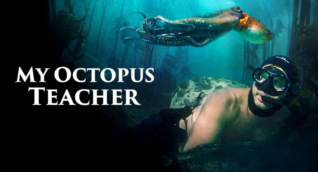 Мой учитель осьминог отзывы. My Octopus teacher (2020) фильм. Мой учитель осьминог. Мой учитель-осьминог Netflix. «Мой учитель-осьминог» 2020 г..