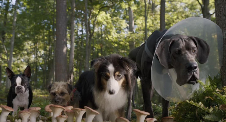 Отвязные дворняги