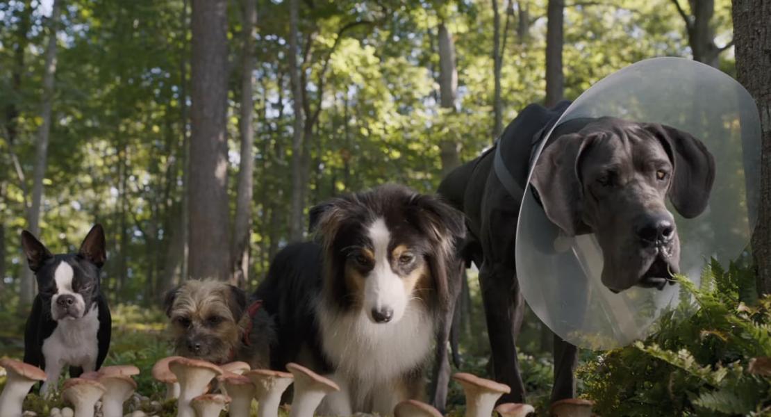 2 факта о фильме Отвязные дворняги